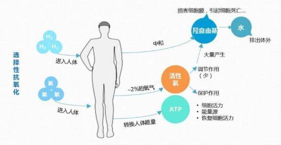 探索最新Luminal分型，理解其在医学领域的意义与应用