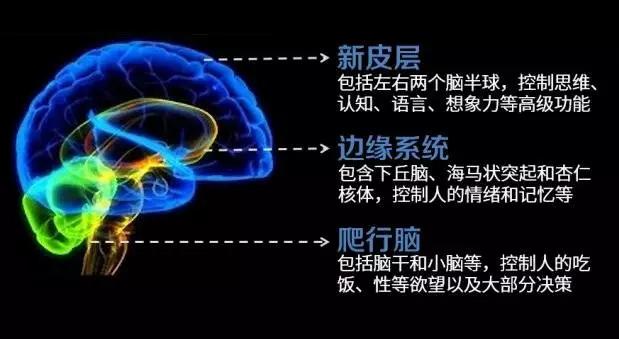 最新大脑功能分布图，揭示人类心智的奥秘