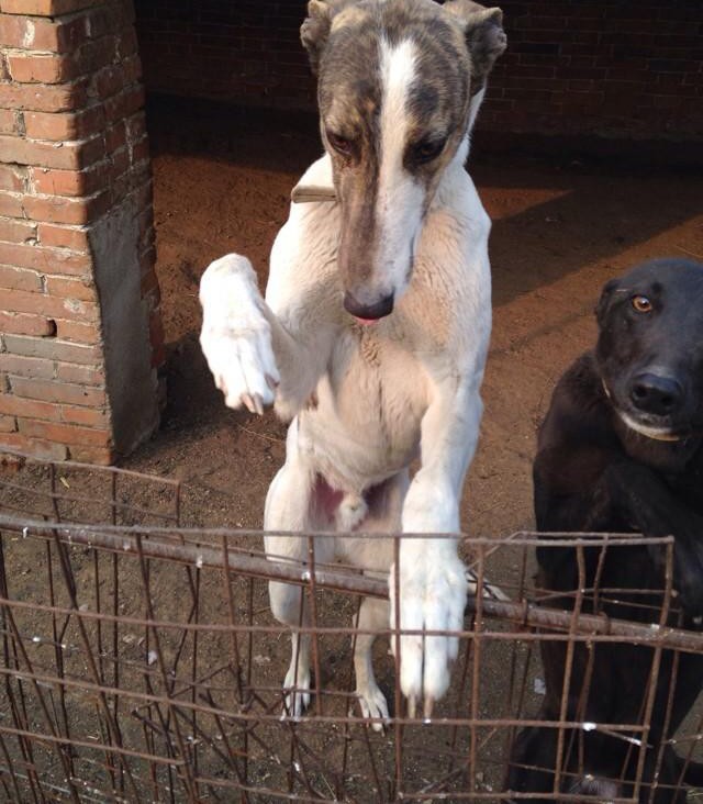 格力犬格林的最新配种照，探索优秀血统的延续