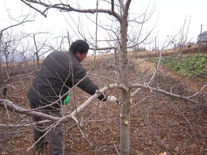 最新苹果树修剪技术及其应用